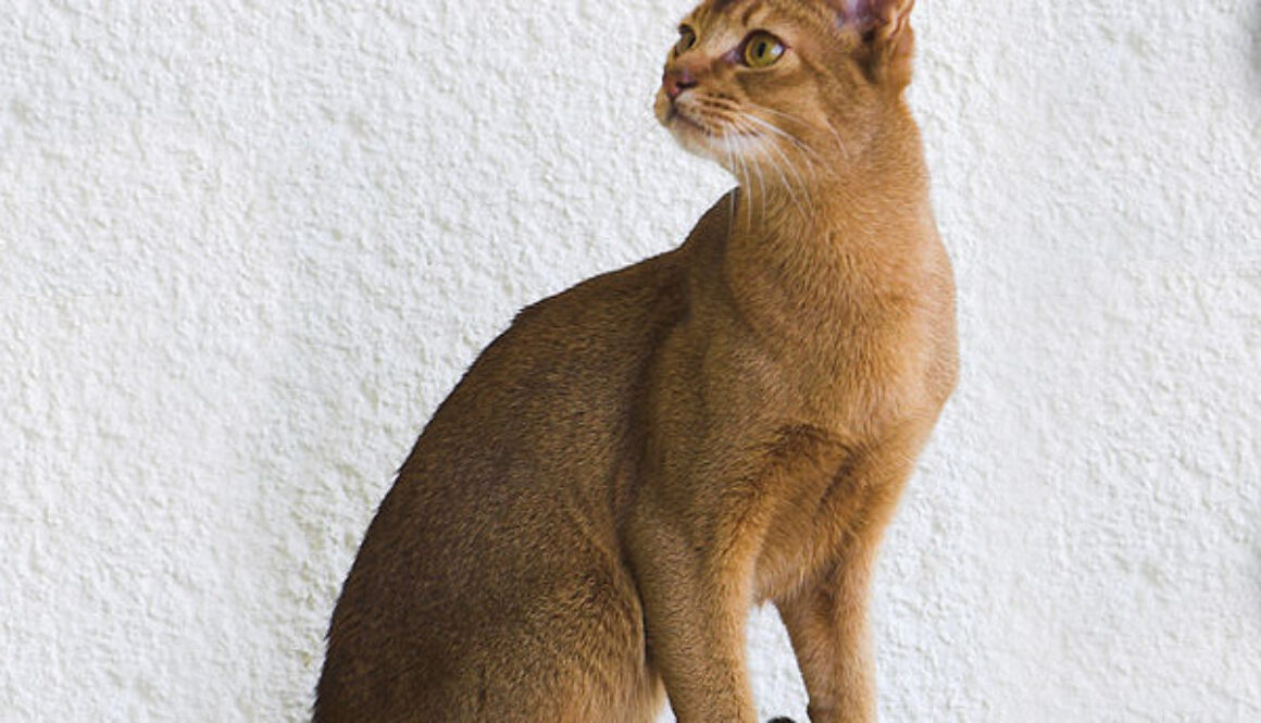 gato abisinio