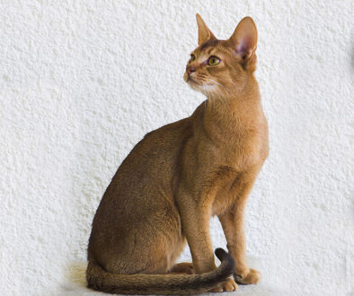 gato abisinio