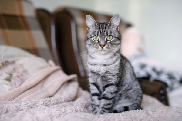 american-shorthair--1024x683